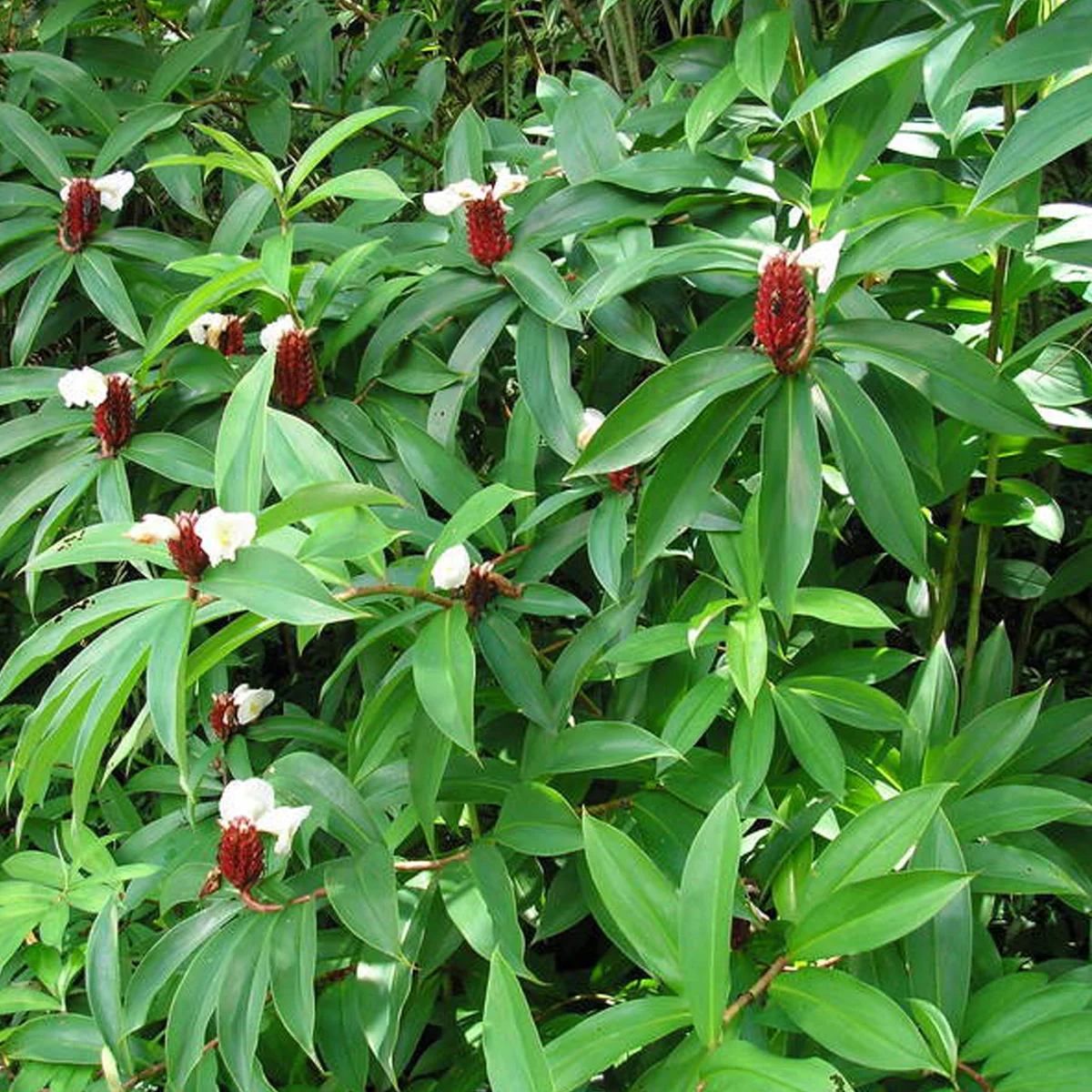 prep_4_featured.webp Buy Crepe Ginger, Costus Speciosus, Koshtam, Nari Kabbu,
cannakuva, kasmiramu, Kushtha - Live Plant Online Shopping for
Sale - Image 1