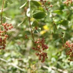Buy Henna Dark Red Flower, sivappu marudhani, lawsonia inermis 
red, pantlasi red - Live plant online shopping for sale