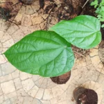 Buy Tree Turmeric, False Calumba, Coscinium fenestratum, 
maramanjal, Dodda maradrishna - live plant online shopping for 
sale