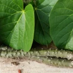 Buy Tinospora crispa, Bitter Grape, Patawali, Akar Patawali, 
Perumseenthil, பெரும்சீந்தில் - Live 
plant online shopping for sale