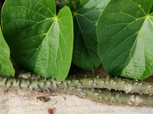 Buy Tinospora crispa, Bitter Grape, Patawali, Akar Patawali, 
Perumseenthil, பெரும்சீந்தில் - Live 
plant online shopping for sale
