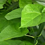 Buy Gulbel, Indian Tinospora cardifolia, seenthil kodi, 
ambruthaballi, amruthavalli - Live plant online shopping for sale