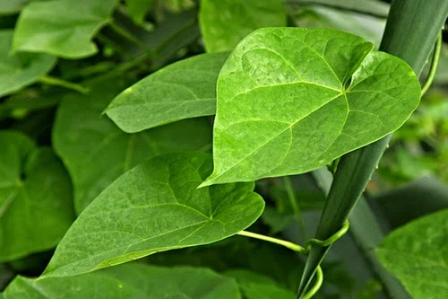 prep_53_featured.webp Buy Gulbel, Indian Tinospora cardifolia, seenthil kodi,
ambruthaballi, amruthavalli - Live plant online shopping for sale - Image 1