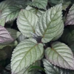Buy Hemigraphis corolata, Tincher, Red Flame Ivy, murikotti, 
sathaikooti - Live plant online shopping for sale