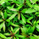 Buy Ayapana, mrithasanjeevani, அய்யம்பனை, 
amirtha sanjeevi, அமிர்த சஞ்சீவி, 
eupatorium triplinerve, mruga sanjeevi - Live plant online 
shopping for sale
