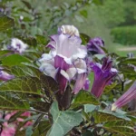 Buy Black Omathi, black datura - Double layered, karu oomathai, 
kariumatta, krishna datura, काली धतूरा - Live 
plant online shopping for sale