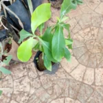 Buy Adhatoda bedomie, sanna adusoge, cittaladokam, Sitradathoda - 
Live plant online shopping for sale