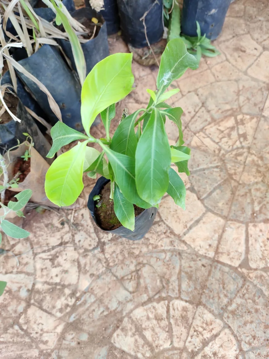 prep_57_featured.webp Buy Adhatoda bedomie, sanna adusoge, cittaladokam, Sitradathoda -
Live plant online shopping for sale - Image 1