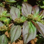 Buy Euphorbia hirta, Asthma Weed, amman pacharisi, nelapalai, 
nanabalu, bara dudhi - Live plant online shopping for sale