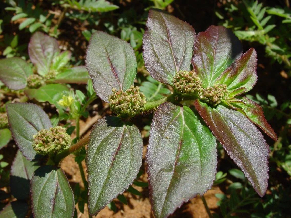 prep_58_featured.webp Buy Euphorbia hirta, Asthma Weed, amman pacharisi, nelapalai,
nanabalu, bara dudhi - Live plant online shopping for sale - Image 1