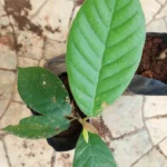 Buy Benjamin Tree, styrax benzoin, sambrani, kvade lobaanu, 
daivadupa - Live plant online shopping for sale