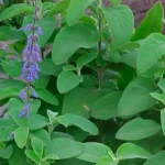 Buy Coleus Forskohlii, plectranthus barbatus, Marundhu Koorgan, 
Makandiberu, pashan bedi, patharchur - live plant online shopping 
for sale