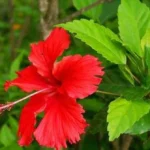 Buy Hibiscus, hibiscus rosasinensis, sembaruthi, dasavala, 
chemparati, gurhal - Live plant online shopping for sale