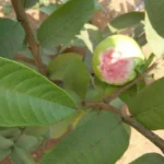 Buy Guava Red, psidium guavajava red, sivappu koiya, amrood red - 
Live plant online shopping for sale