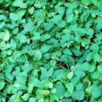 Buy Clematis gouriana, thalejadri, kabala mooligai, கபால 
மூலிகை, ranjai, clematis - Live plant online shopping 
for sale