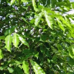 Buy Sal, ven Kungiliam, Vellai Sambrani, வெள்ளை 
சாம்பிராணி, shorea talura - Live plant online 
shopping for Sale