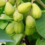 Buy Chebulic Myrobalan, terminalia chebula, kadukkai, halle, 
katukka, nallakaraka, harra, HaradKayastha Jivapriya, 
हरड़कायास्था जीवप्रिया - 
Live plant online shopping for sale