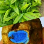 Buy Black Turmeric, curcuma ceasia, karumanjal, kariasihina, 
nalla pasupu, krishna haldi, black haldi, काली 
हल्दी, கருமஞ்சல் - Live plant online 
shopping for sale