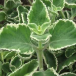 Buy white Coleus, Coleus Oregano, Indian Coleus, vellai 
karpooravalli, white pashan bedi - live plant online shopping for 
sale