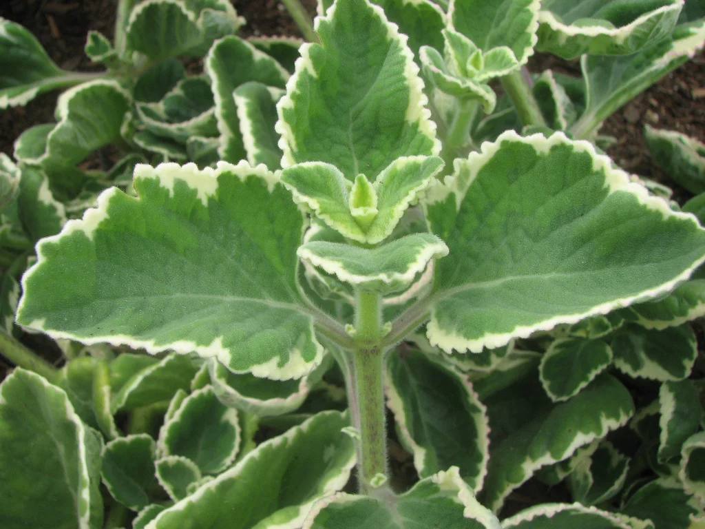 prep_6_featured.webp Buy white Coleus, Coleus Oregano, Indian Coleus, vellai
karpooravalli, white pashan bedi - live plant online shopping for
sale - Image 1