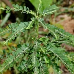 Buy Stone Breaker, phyllanthus amarus, keezhanelli, kizhanelli, 
kilanelli, nelanelligida, nela usirika, bhoomi amla-LIve plant 
online shopping for sale