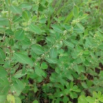 Buy Phyllanthus maderaspatensis, Madras Leaf Flower, Melanelli, 
Madras nelli - Live plant online shopping for sale