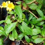 Buy yellow flower false Daisy, Manjal karisalankanni, 
மஞ்சள் கரிசலாங்கண்ணி, 
manjal karisalai, eclipta prostrata - Live plant online shopping 
for sale