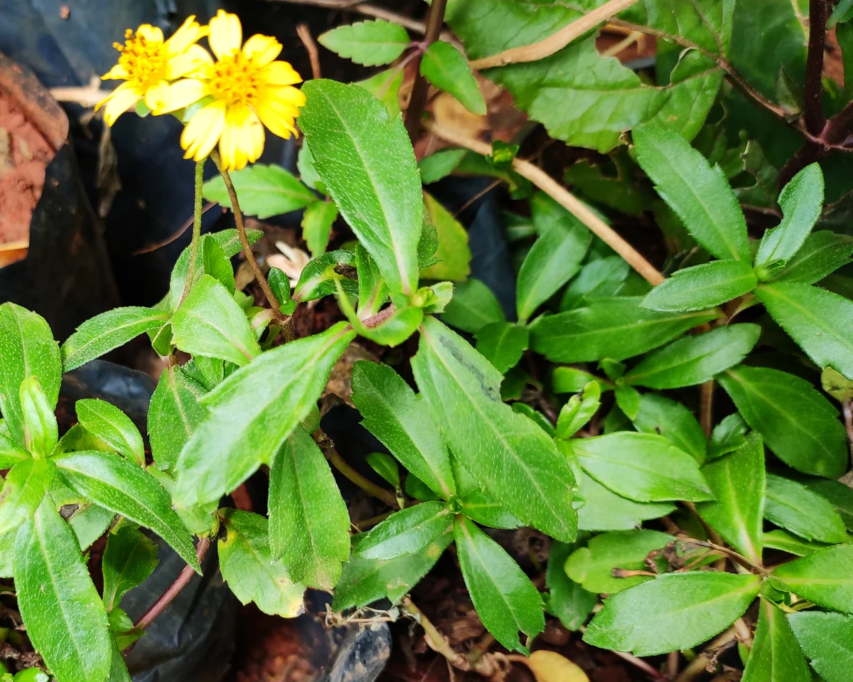 prep_72_featured.webp Buy yellow flower false Daisy, Manjal karisalankanni,
மஞ்சள் கரிசலாங்கண்ணி,
manjal karisalai, eclipta prostrata - Live plant online shopping
for sale - Image 1