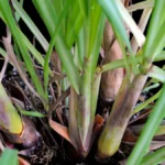 Buy Lemon Grass, cymbopogan citratus, narandham, elumichaipul, 
vasanpul, nimmagaddi, gandhatrina - Live plant online shopping 
for sale