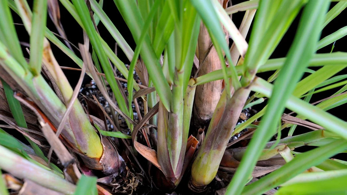 prep_73_featured.webp Buy Lemon Grass, cymbopogan citratus, narandham, elumichaipul,
vasanpul, nimmagaddi, gandhatrina - Live plant online shopping
for sale - Image 1