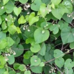Buy Pergularia daemia, veliparuthi, उतरन, utaran, uthran, 
uthrani - Live plant online shopping for sale