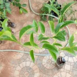 Buy Tricalysia Sphaerocarpa, pachai nazhuvai, பச்சை 
நழுவை - Live plant online shopping for sale
