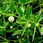 Buy Needle Bush, azima tetracantha, mulsangan, sangankuppi, 
முள் சங்கன் - live plant online shopping for 
sale