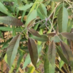 Buy Vitex negundo, veli nochi, vennochi, vellai nochi, lekki - 
Live plant online shopping for sale
