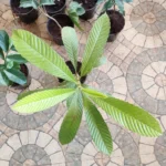 Buy Elephant Apple, Dillenia indica, karukati, ugakkai, uva, 
Betta kangalu, punna - live plant online shopping for sale