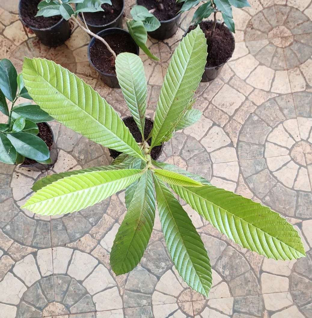 prep_80_featured.webp Buy Elephant Apple, Dillenia indica, karukati, ugakkai, uva,
Betta kangalu, punna - live plant online shopping for sale - Image 1