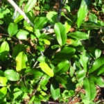 Buy Manikara hexandra, mimusops hexandra, ulakkai paai, paalai, 
Iron wood - Live plant online shopping for sale