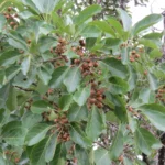 Buy Beach Almond, terminalia bellirica, thandrikkai, karshphal, 
thandri, bibhitaki - live plant online shopping for sale