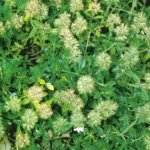 Buy Thyme, thymus vulgaris, ban jawain, sesti - Live plant online 
shopping for sale