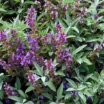 Buy Sage, salvia officianalis, aslbia segakuss seesti - Live 
plant online shopping for sale