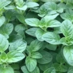 Buy Oregano, origanum vulgare, oreganum - Live plant online 
shopping for sale