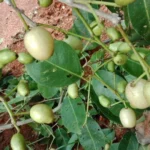 Buy White Jamun - Air layered, Vellai naval, Vennaval, syzygium 
hemisphericum, வெண்நாவல் - Live plant online 
shopping for sale