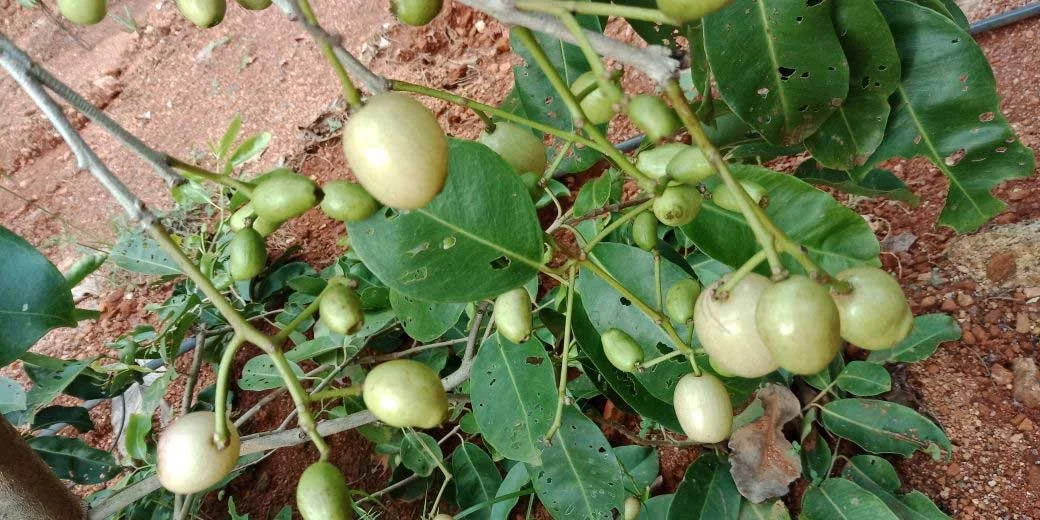 prep_8_featured.webp Buy White Jamun - Air layered, Vellai naval, Vennaval, syzygium
hemisphericum, வெண்நாவல் - Live plant online
shopping for sale - Image 1