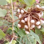 Buy Gunja, pachai kundrimani - 500 piece - Online Shopping for 
Sale
