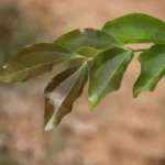 Buy Strychnos nux, vomica-Ashwini, Ettikai, ettiKuchla, 
strychnine, எட்டிக்காய், எட்டி - 
Live plant online shopping for sale