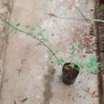 Buy Karungali - mull - Mrigashirsha, acacia catechu, முள் 
கருங்காலி, senkarungali, 
செங்கருங்காலி, red cutch, acacia 
catechu - Live plant online shopping for sale