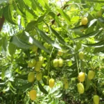 Buy Malabar Neem, melia dubia, malai vembu, kadubevu, 
munnatikara, மலை வேம்பு - Live plant online 
shopping for sale