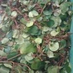 Buy Kalthamarai - Live Plant Online Shopping for Sale