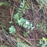 Buy Vellai Vishnu kiranthi, evolvulus alsinoides - white, 
Roundleaf bindweed, white shankpushpi, vellai vishnukranthi - 
live plant online shopping for sale