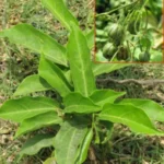 Buy Aristolochia indica, eswaramooli, Ishvara - muli, Indian 
Birthwort, Duck flower, ஈஸ்வரமூலி - Live plant 
online shopping for sale